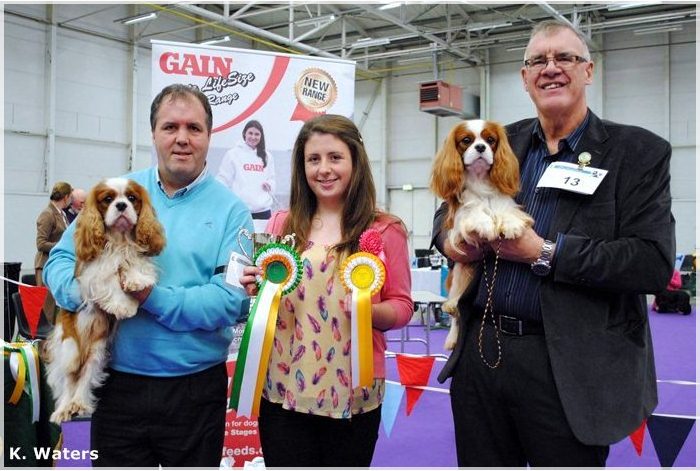 Best Dog - Nightingale Golden Ticket at Ardgrove & Res Dog - Moorfields Marceau Jun Ch