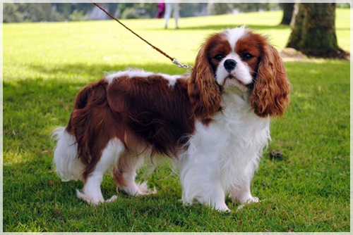 ozzie (63 kB)